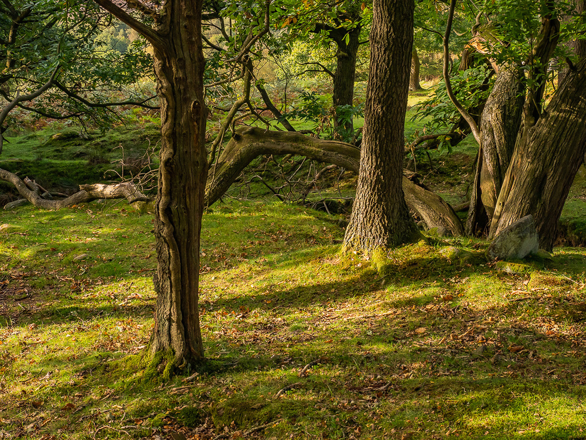 2 Long Shadows of Autumn